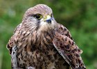 John Ferretti_Kestrel Feeding.jpg : birds of prey 1